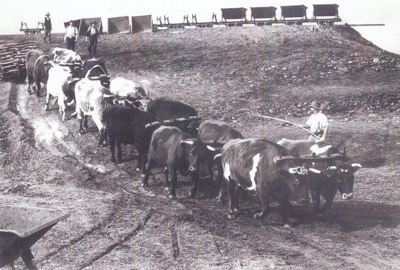 Bullock Team Torrens Outlet 1937
