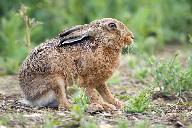 Introduction of European species to Reedbeds